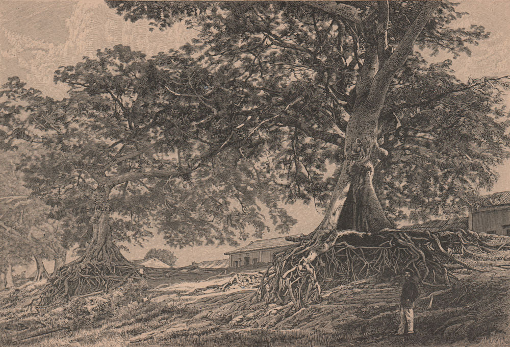 Ceiba trees near Bolivar, Venezuela 1885 old antique vintage print picture